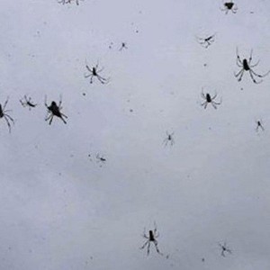 التغيرات المناخية وراء "هجرة العناكب مع الهواء" في أستراليا 