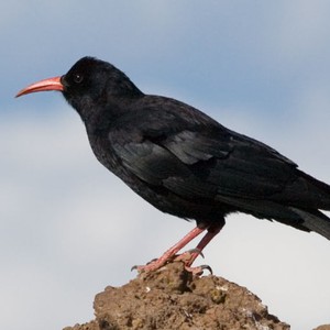 غراب يعلم الأنسان درساً في النظافة