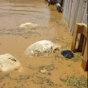 السيول تغرق حظيرة أغنام ونفوق العشرات منها