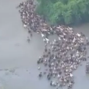 لحظة غرق قطيع من الأبقار في سيول تكساس