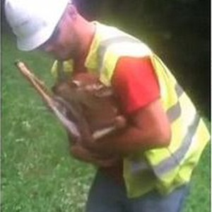 بالفيديو: غزال يرفض مغادرة حضن أمريكي قام بتدليله