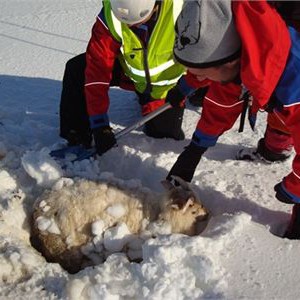 بالفيديو : مزارع يعثر على أغنامه حيّة بعد أن دفنتها الثلوج ! 
