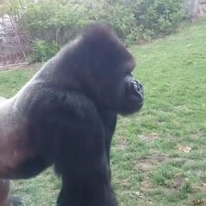 حيوان الغوريلا يرفض سخرية الأطفال منه.. فكيف كانت ردة فعله؟