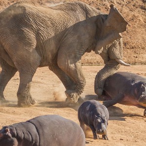 بالصور : أم فرس النهر تستميت في الدفاع عن صغارها ضد فيل هائج !