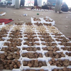 الفقع الزبيدي يظهر في مناطق المملكة 