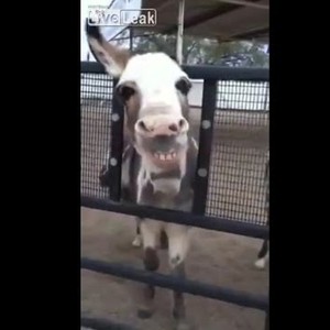 فيديو ظريف : حمار يبتسم استجابةً لطلب أحد الأطفال 