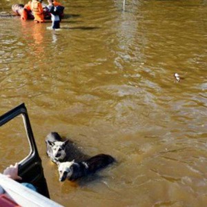 بالفيديو : فيضانات عارمة تَضرُب جنوب رومانيا