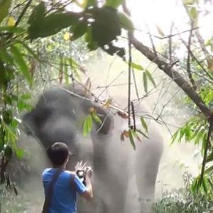 بالفيديو : سائح شُجاع يواجه بثبات فيلاً هائجاً