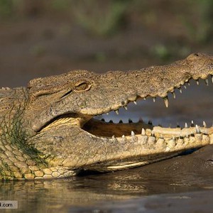 بالفيديو : قرد يدافع بشراسة ليخلّص ابنه من بين فكي تمساح !