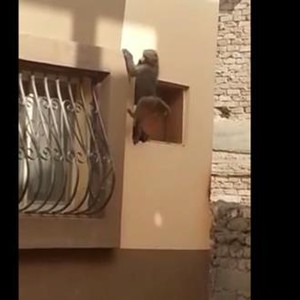 قرد مشاكس يثير الذعر لدى سكان المدينة المنورة على مدى شهر