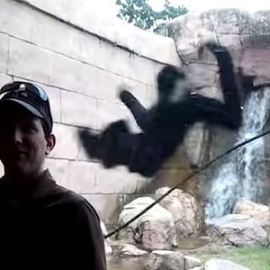 قرد يحاول القفز عبر الزجاج في حديقة الحيوانات