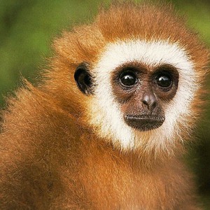 قرد يحتضن 5 جِراء صغار في غياب أمهم !