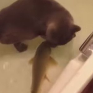 قط يظهر على عكس المألوف: يلهو مع السمك داخل الماء