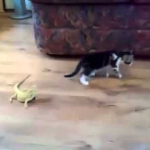 بالفيديو : شاهد ردّة فعل القطّة بعد أن لمَسَتها السحلية !