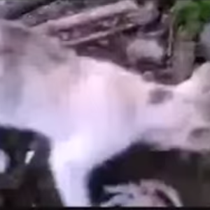 مقطع مؤثر لقطة مات صغيرها.. فشاهد ماذا فعلت 