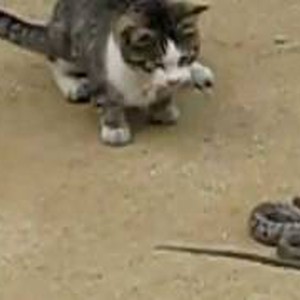 فيديو مثير : قطة مُدهِشة تتغلب على أفعى وتُمسِك بها .. 