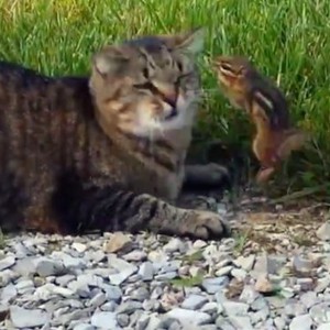 بالفيديو : سنجاب يهاجم قطاً اصطاده ويوجّه له عدة ضربات !