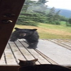 قط شجاع يثير رعب دب ضخم