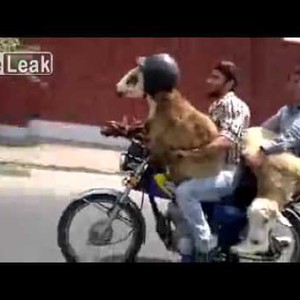 فيديو مُضحك: كبش يرتدي خوذة رأس على متن درّاجة ناريّة!