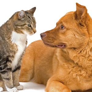 فيديو طريف : عبقرية كلب جائع !