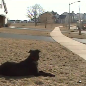 بالفيديو: كلب يستقبل صاحبه بشَغَف ويحمل له حقيبته