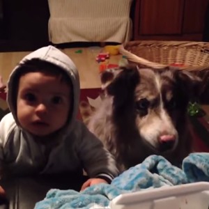 منافسة بين طفل وكلب على قول كلمة "ماما"