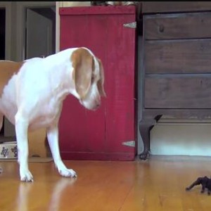 فيديو ظريف : كلب يخاف من عنكبوت ومن ثم يتجاهله 