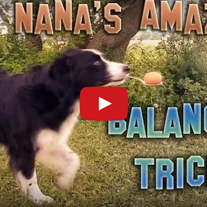 فيديو ظريف : كلاب تقوم بحركات رشيقة ومُدهِشة