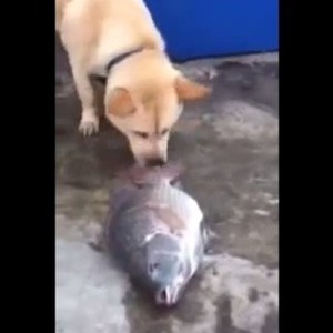 فيديو مُذهل: كلب يُحاول إنقاذ مجموعة من الأسماك ! 