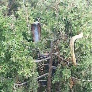 مواطن يرصد أفعى كوبرا طولها 180 سم في "جبال منعا"