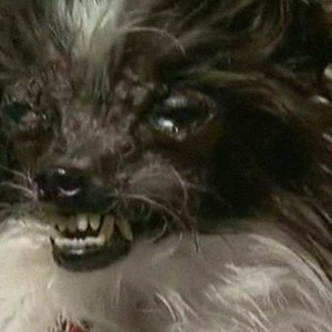 بالفيديو : مُسابقة لاختيار أبشع كلب في العالم ! 