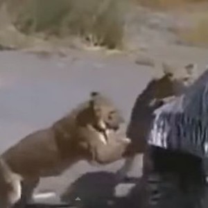 مغامران ينجوان من هجوم الأسود عليهما بأعجوبة