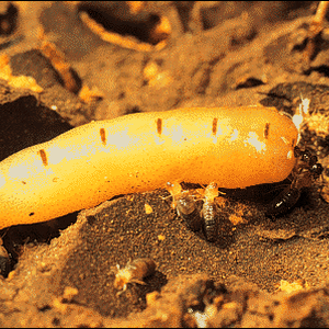 ملكة النمل الأبيض..أغرب حشرة قد تراها على الإطلاق