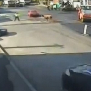 بالفيديو : ثور يفاجئ شرطي مرور ويهاجمه في رومانيا !  