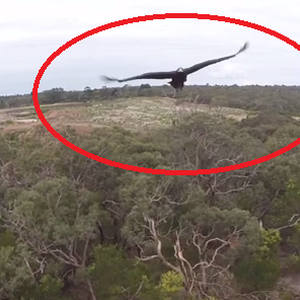 نسر غاضب يُحطم طائرة من دون طيار خلال ثواني قليلة.. شاهد