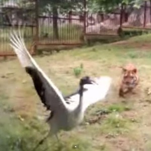 طائر يستخدم سلاحه الدفاعي الأخير للنجاة من نمور جائعة