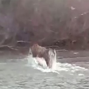 بالفيديو : نمر يُفاجئ صيادَي سمك أثناء عبوره للنهر .. 