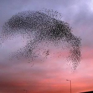 لله درك أيتها الطيور أتراك ترقصين أم تسكبين رسماً في السماء وتهاجرين؟