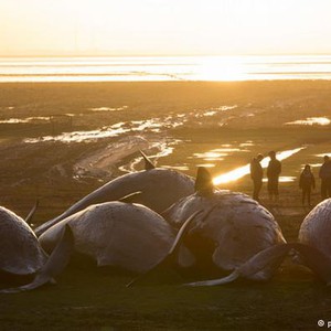 التغير المناخي والتلوث البيئي وراء النفوق الجماعي لآلآف الحيوانات