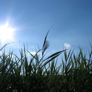 الرحمة تدب بشكل فجائي في قلب لبؤة أثناء ملاحقتها لفريسة ضعيفة  