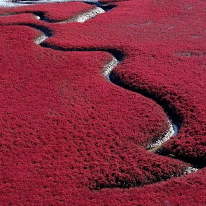 نيسان يحول شاطئ بحري إلى اللون الأحمر 