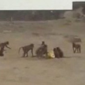 بالفيديو: تصرّف مؤسف .. شباب يقدمون طعاماً مفخخاً لمجموعة من القرود بهدف التسلية ! 