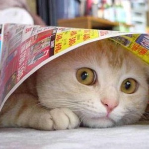 مشهد غير مألوف: فأر يستعرض قوته على مجموعة من القطط