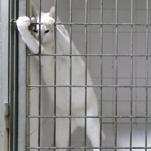 بالفيديو: قط ذكي يحرر نفسه من قفص