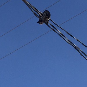 رافعة خاصة لإنقاذ قطة عالقة على أسلاك الضغط العالية في السعودية 