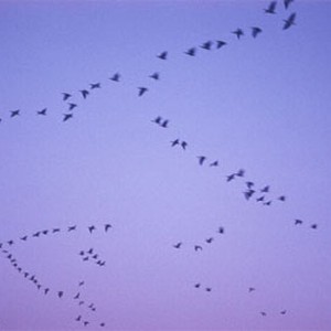 مواطن يرصد هجرة الطيور في سماء القريات على شكل رقم سبعة 
