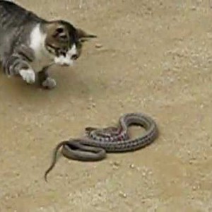 بالفيديو: مواجهة بين قطّة صغيرة وأفعى سامّة .. شاهد من سينتصر 