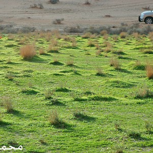 بالصور : الأمطار تعجل من ظهور علامات الربيع في صحاري حائل