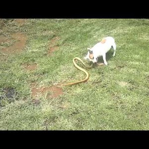 بالفيديو : شاهد كيف انقضّ الكلب الشجاع على أفعى الكوبرا ..