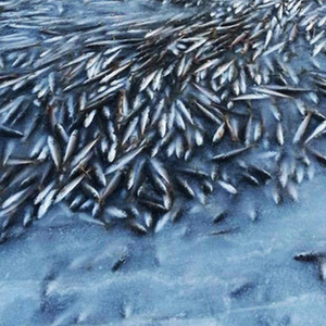 بالصور : وفاة فورية لآلاف الأسماك بالنرويج بعد أن تجمّدت المياه فجأة